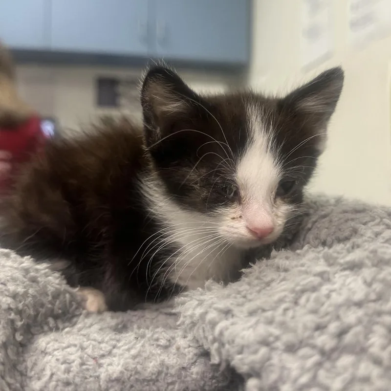A baby small-sized female Black Domestic Short Hair cat named HyunJu for adoption in Charleston, WV