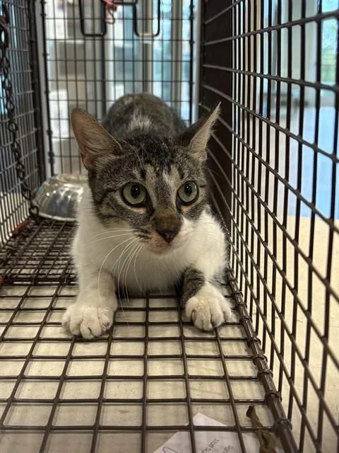 A young medium-sized female Domestic Short Hair cat named Wednesday for adoption in Pearland, TX