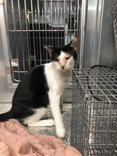 An adult medium-sized male Domestic Short Hair cat named Moo for adoption in Dallas, TX