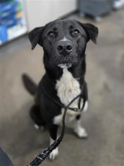 A young large-sized female Mixed Breed dog named Leila for adoption in Dallas, TX