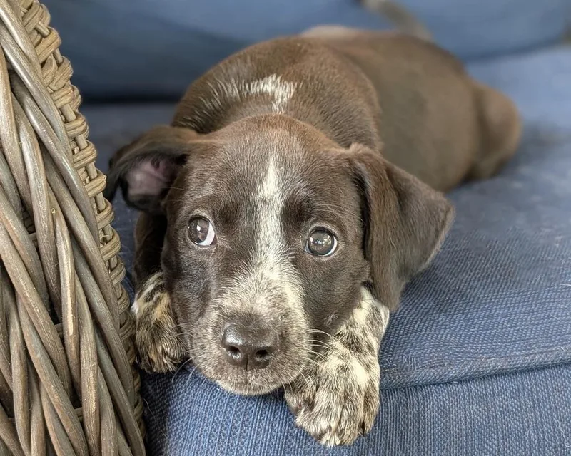A baby medium-sized female Tricolor (Brown, Black, & White) Australian Cattle Dog / Blue Heeler dog named Forest Fern for adoption in Shawnee, OK