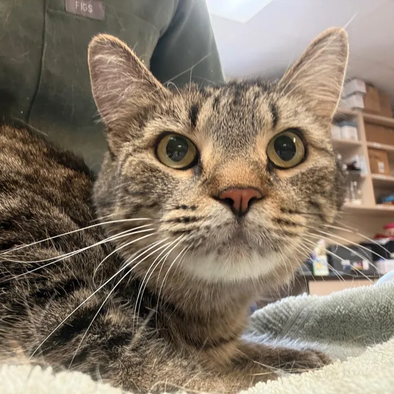 An adult medium-sized female Brown / Chocolate Domestic Short Hair cat named Tiger Smart & for adoption in Flagstaff, AZ