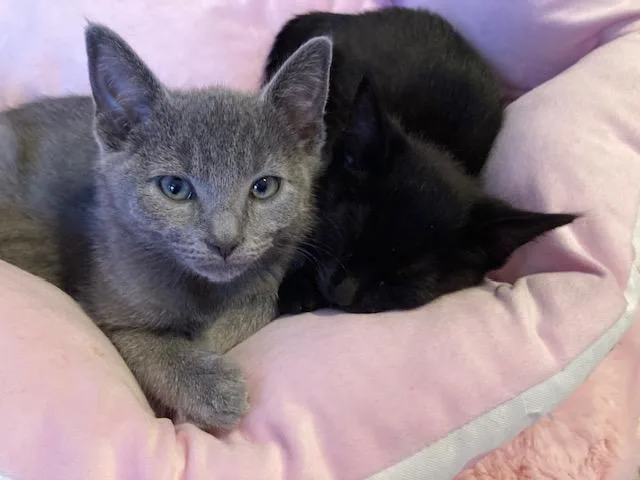 A baby small-sized male Domestic Short Hair cat named Hoot for adoption in Charlotte, NC