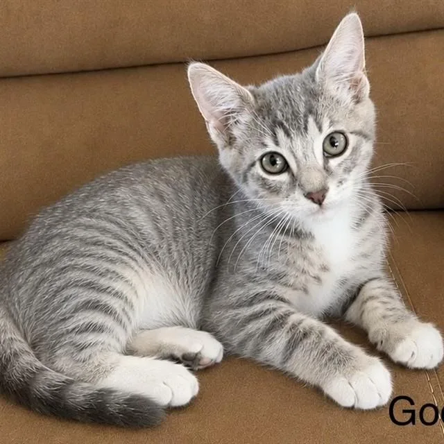 A baby small-sized male Domestic Short Hair cat named Goofy for adoption in Auburn, CA
