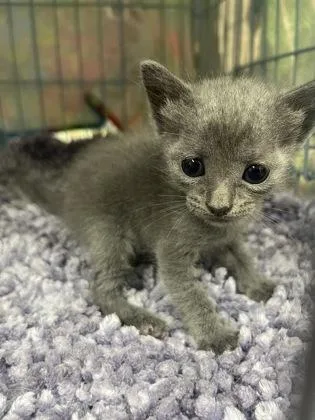 A baby medium-sized female Domestic Short Hair cat named Charity for adoption in Gainesville, FL