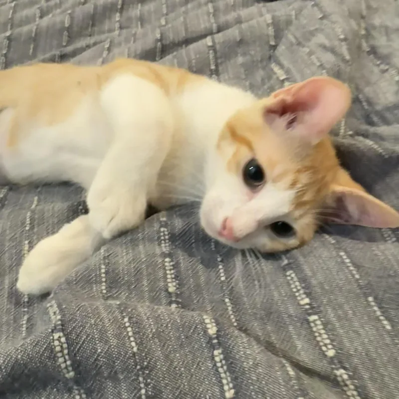 A baby small-sized male Orange & White American Shorthair cat named Justice for adoption in Houston, TX