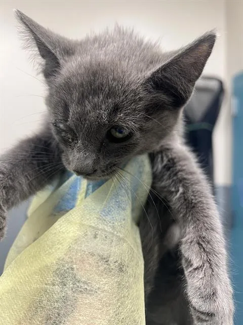 A baby small-sized male Domestic Short Hair cat named Mason for adoption in Las Vegas, NV