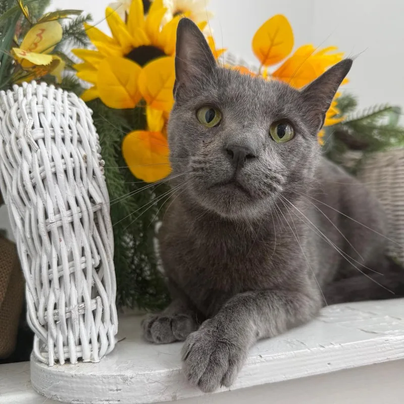An adult small-sized male Gray / Blue / Silver Domestic Short Hair cat named Bashful Baloo for adoption in Eaton Rapids, MI