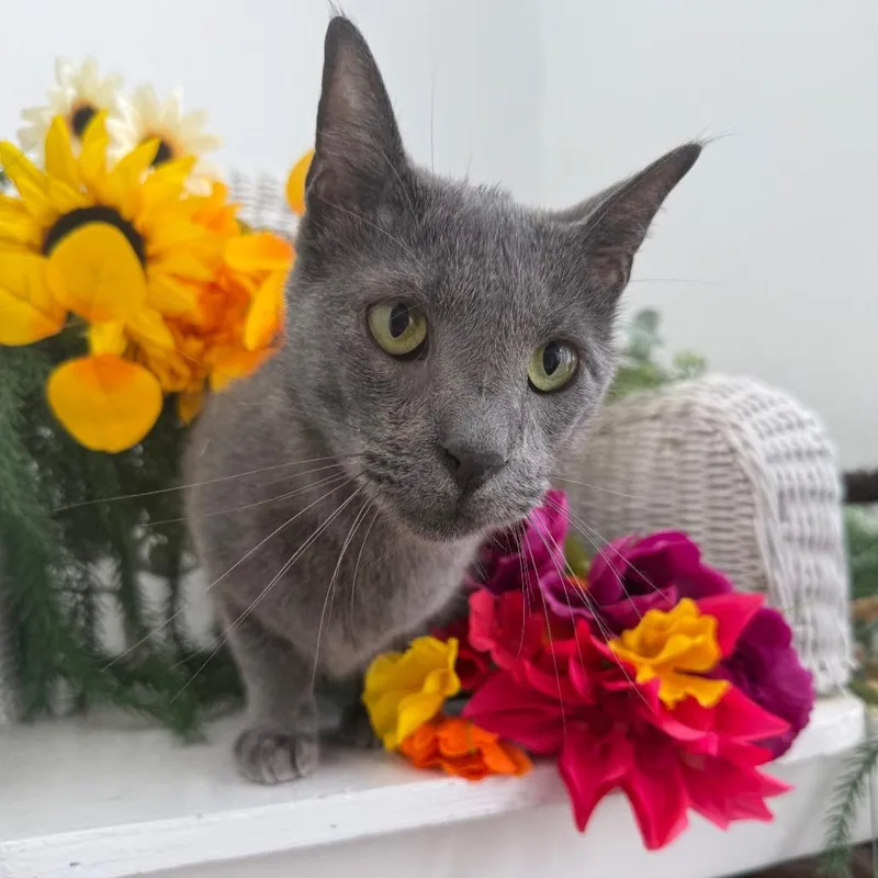 Bashful Baloo thumbnail 4