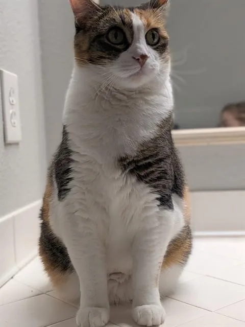 A senior small-sized female Domestic Short Hair cat named Kiki for adoption in Aurora, CO
