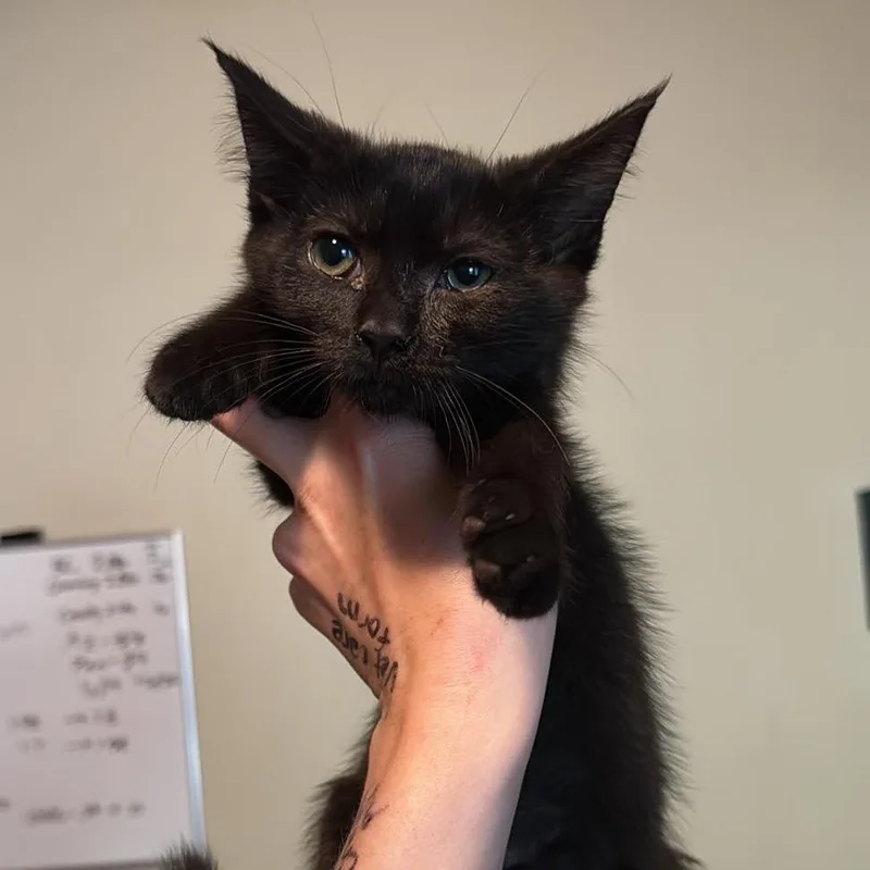 A baby small-sized female Black Domestic Short Hair cat named Crunchy for adoption in Spring Hill, KS