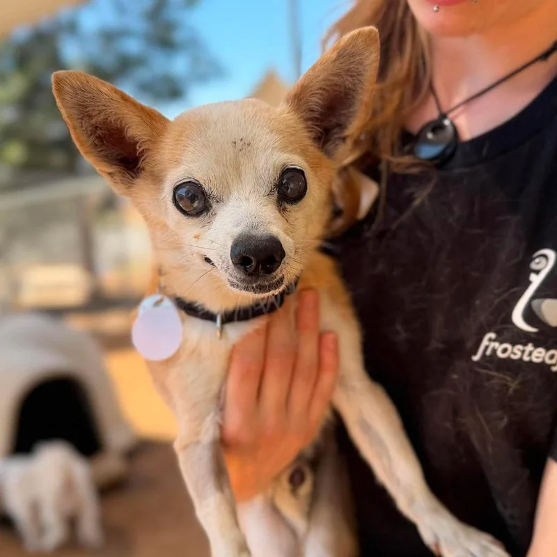 A senior small-sized male Yellow / Tan / Blond / Fawn Chihuahua dog named Wadsworth for adoption in Ramona, CA