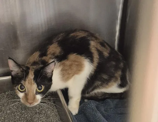 A young medium-sized female Domestic Short Hair cat named Journey for adoption in Decatur, IL