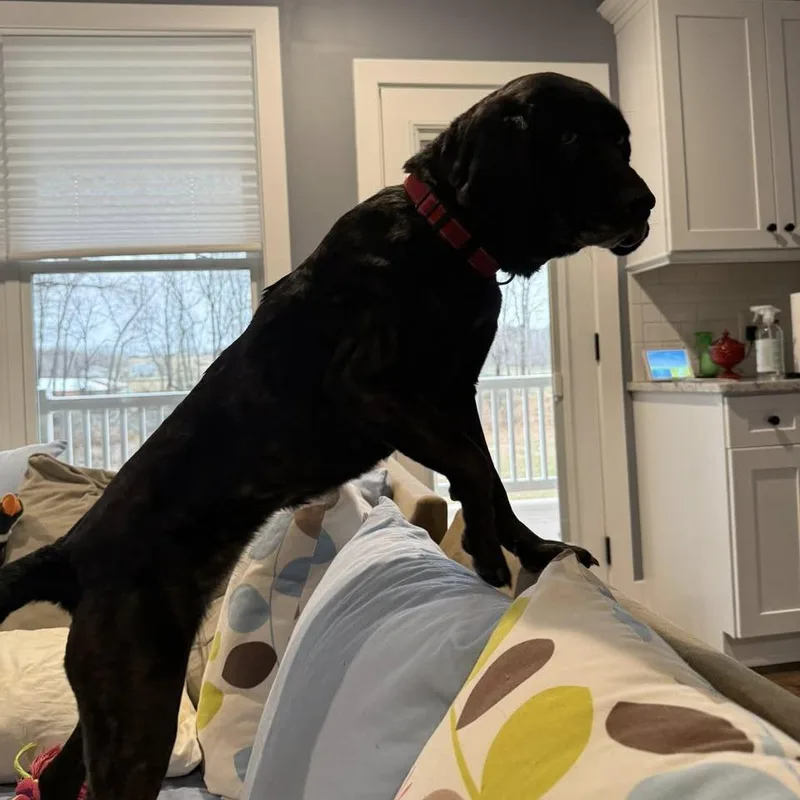 Pepper thumbnail 2