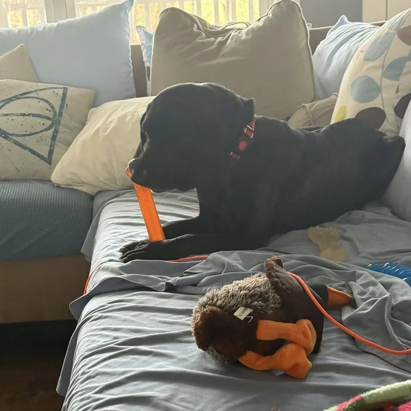 Pepper thumbnail 5