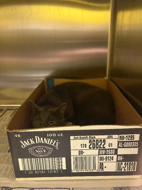 Cat Cat