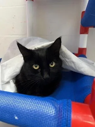 An adult small-sized female Domestic Short Hair cat named Dreamy for adoption in Largo, FL