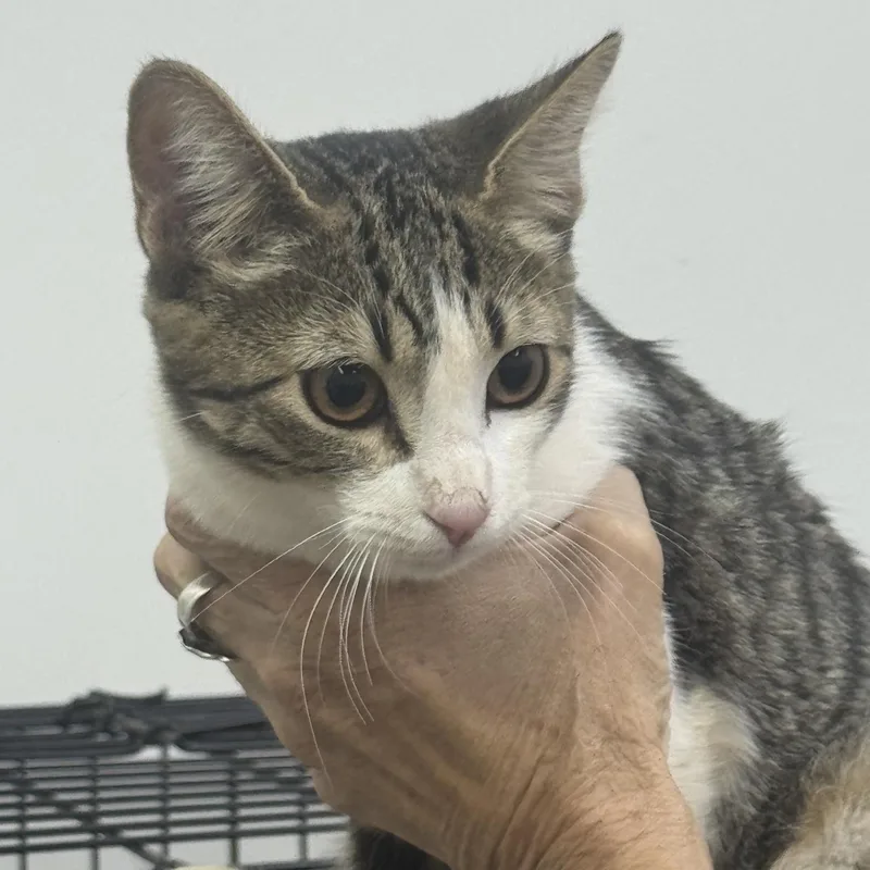 A young medium-sized female Tabby (Brown / Chocolate) Domestic Short Hair cat named P.g. for adoption in Sonora, CA