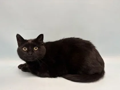 An adult small-sized male Domestic Short Hair cat named Churchill for adoption in Golden Valley, MN