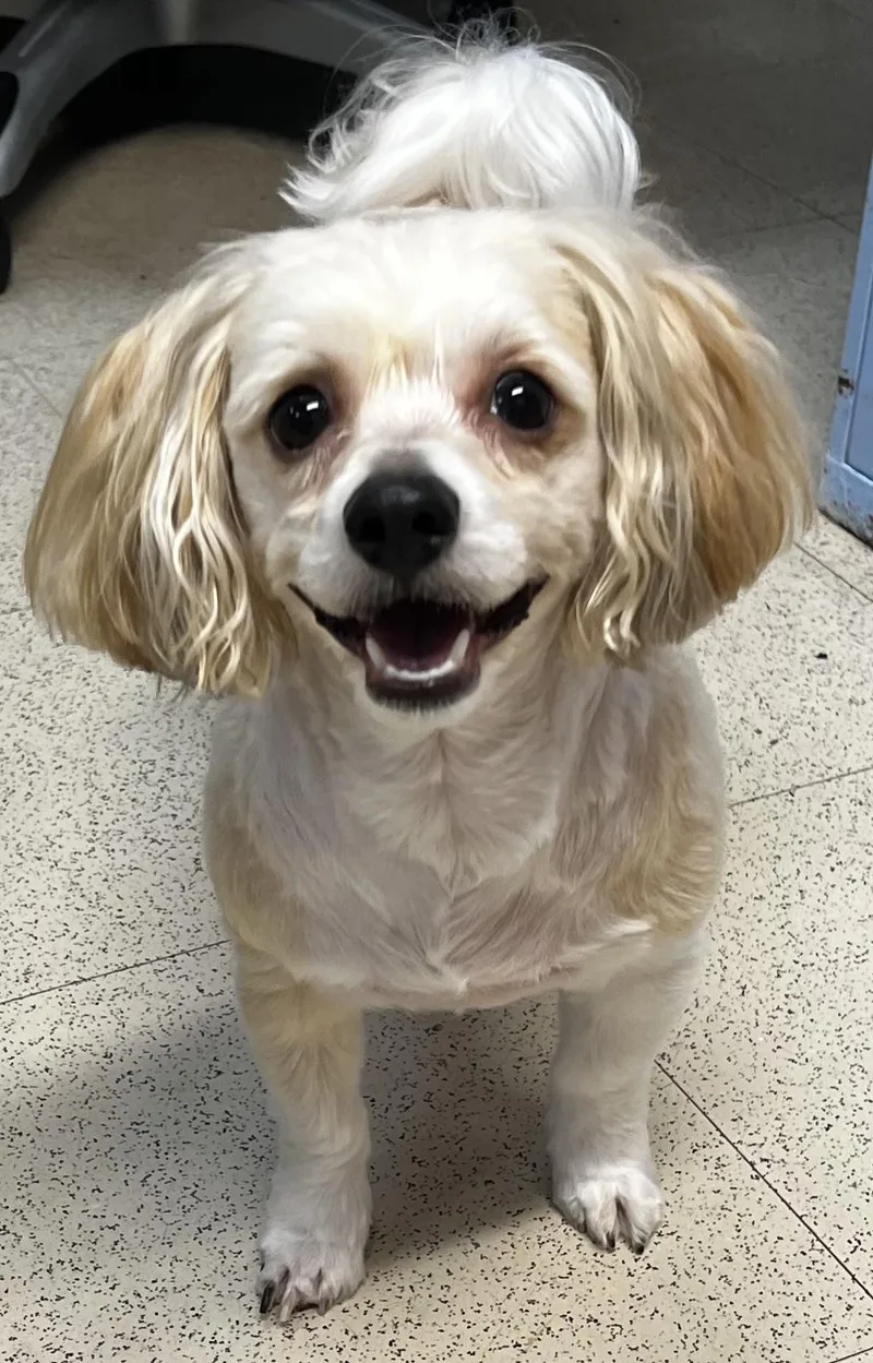 An adult small-sized male White / Cream Havanese dog named Teddy for adoption in Morganton, NC