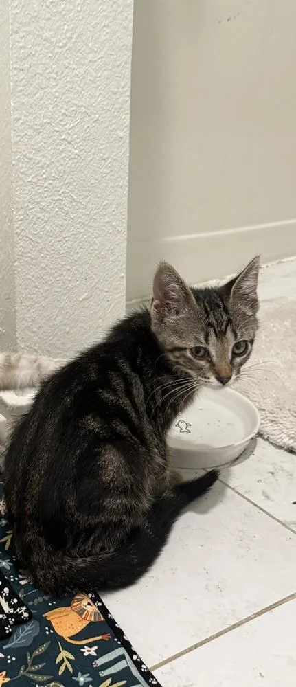 A baby small-sized female Tabby cat named Checkers for adoption in Austin, TX