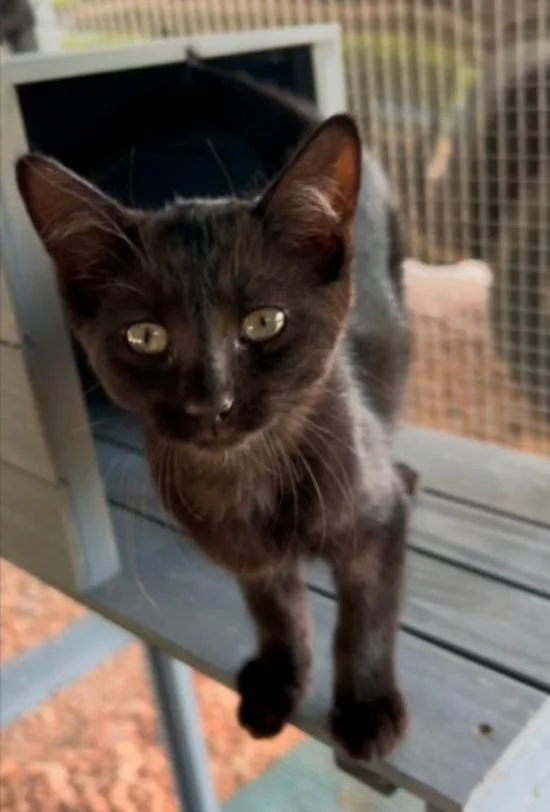 A baby medium-sized female Black Domestic Short Hair cat named Vada for adoption in Warr Acres, OK
