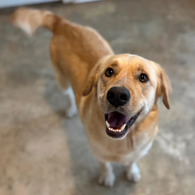 A young medium-sized male Yellow / Tan / Blond / Fawn Yellow Labrador Retriever dog named Barkley for adoption in Brownsboro, AL