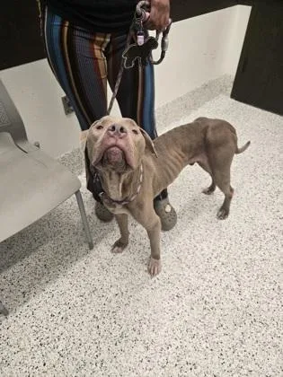 An adult large-sized male Mixed Breed dog named Chance for adoption in Atlanta, GA