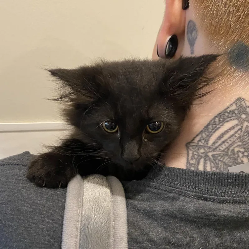 A baby small-sized female Black Domestic Long Hair cat named Subaru for adoption in Washington Township, OH