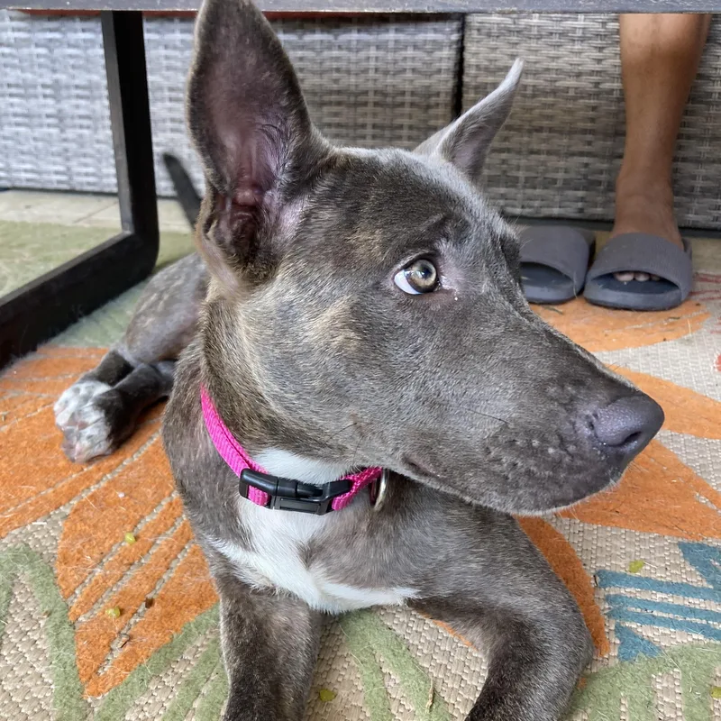 A baby medium-sized female Gray / Blue / Silver Pit Bull Terrier dog named Zoya for adoption in Warren, RI
