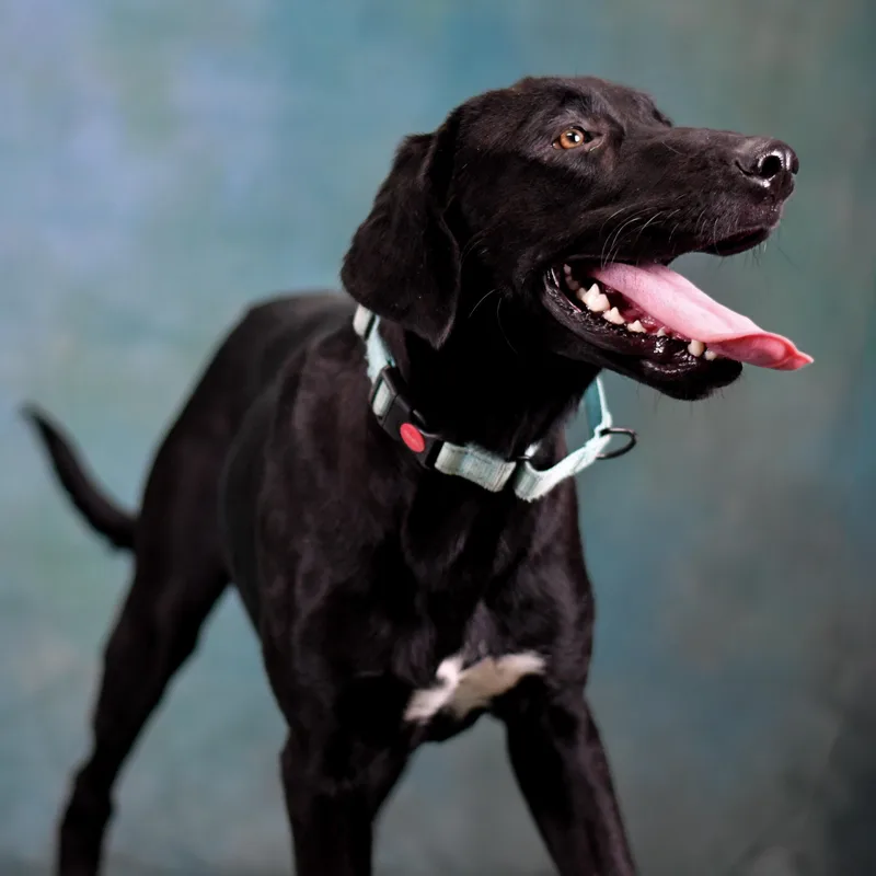 A young medium-sized male Mixed Breed dog named Scotty for adoption in Defuniak Springs, FL