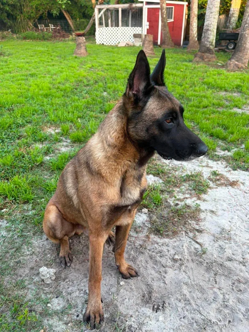 A young large-sized male Belgian Shepherd / Malinois dog named Rocko for adoption in Parrish, FL