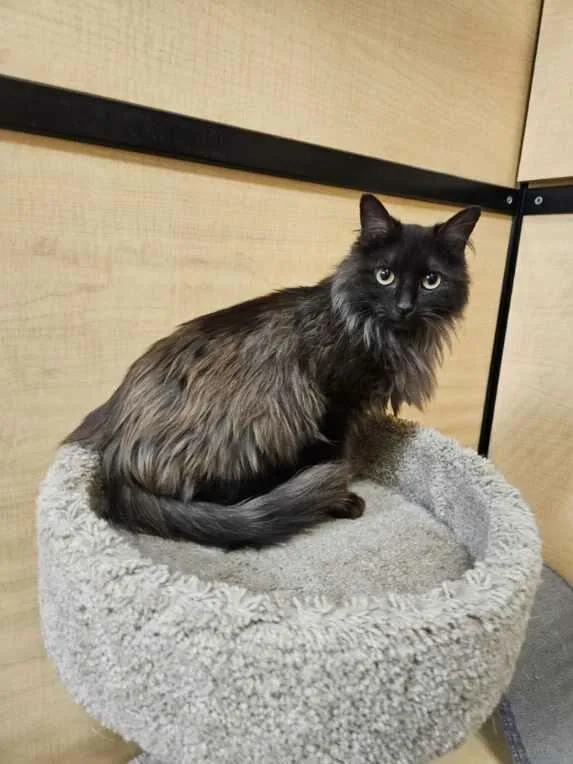 A baby medium-sized female Black Domestic Long Hair cat named Trudy for adoption in Barrington Hills, IL