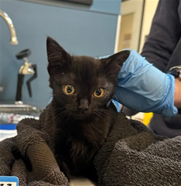 A baby small-sized female Domestic Short Hair cat named Galinda for adoption in San Luis Obispo, CA