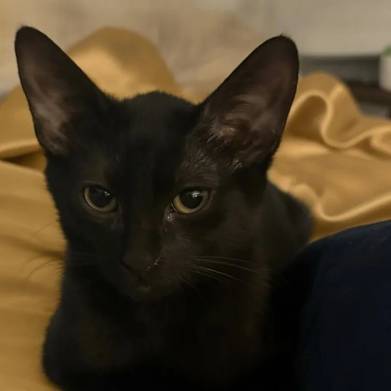 A baby medium-sized female Black Domestic Short Hair cat named Chippy for adoption in SCOTTSDALE, AZ