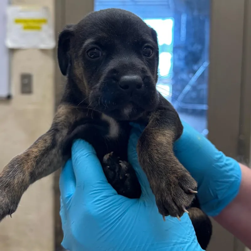 A baby small-sized female Shepherd dog named Ming for adoption in Birmingham, AL