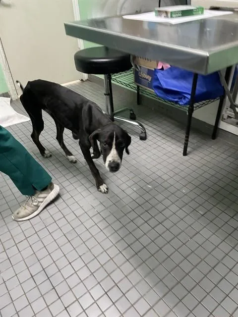 A young medium-sized male Plott Hound dog named Amigo for adoption in Killeen, TX