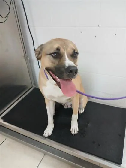 An adult large-sized male Mixed Breed dog named Jamie for adoption in Largo, FL