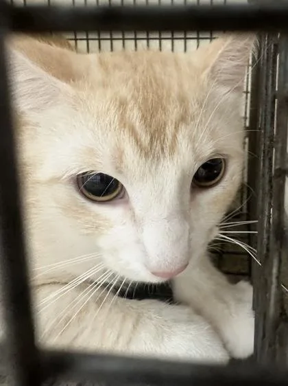 A young medium-sized male Domestic Short Hair cat named Yellow Cat for adoption in Palm Coast, FL