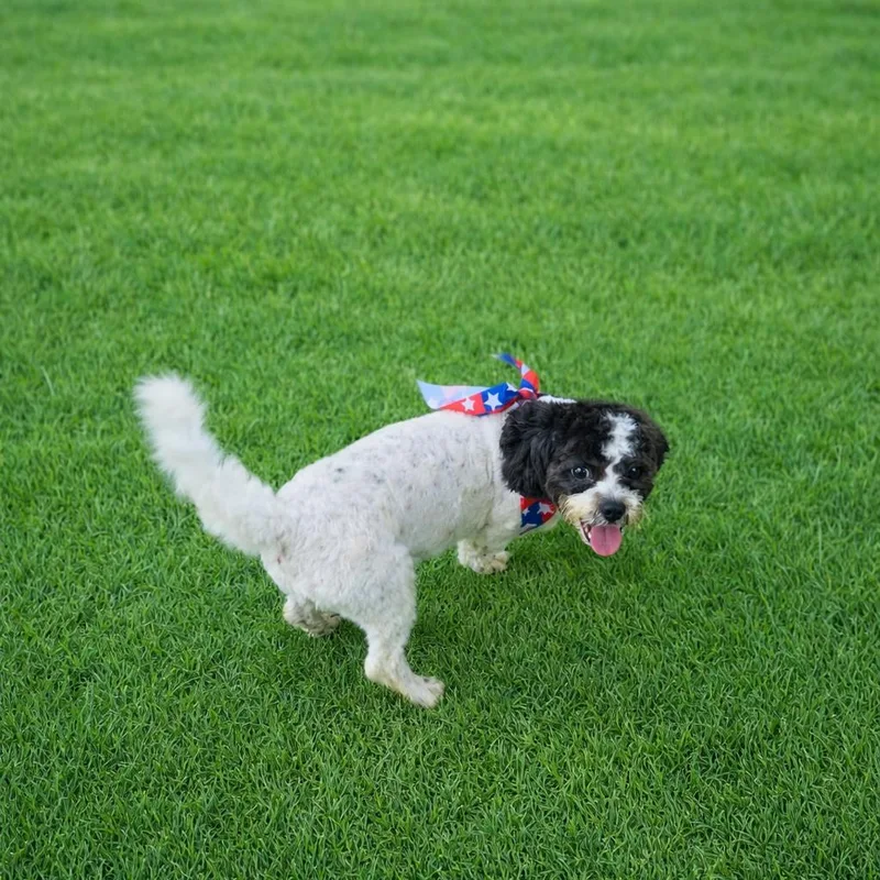 An adult small-sized male White / Cream Shih Tzu dog named Tinkleberg for adoption in Smithfield, NC
