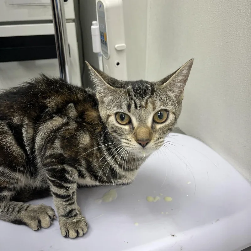 A young medium-sized female Brown / Chocolate Domestic Short Hair cat named Freddie for adoption in Newark, NJ