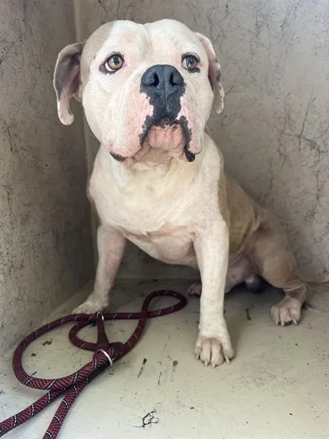An adult medium-sized male American Bulldog dog named A for adoption in Oklahoma City, OK
