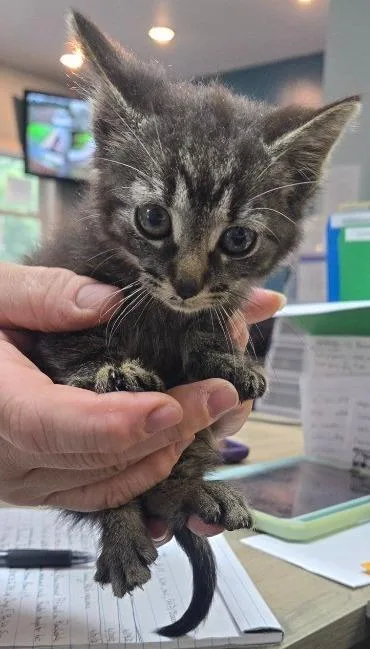 A baby small-sized male Domestic Short Hair cat named LOC Maverick for adoption in Greencastle, IN