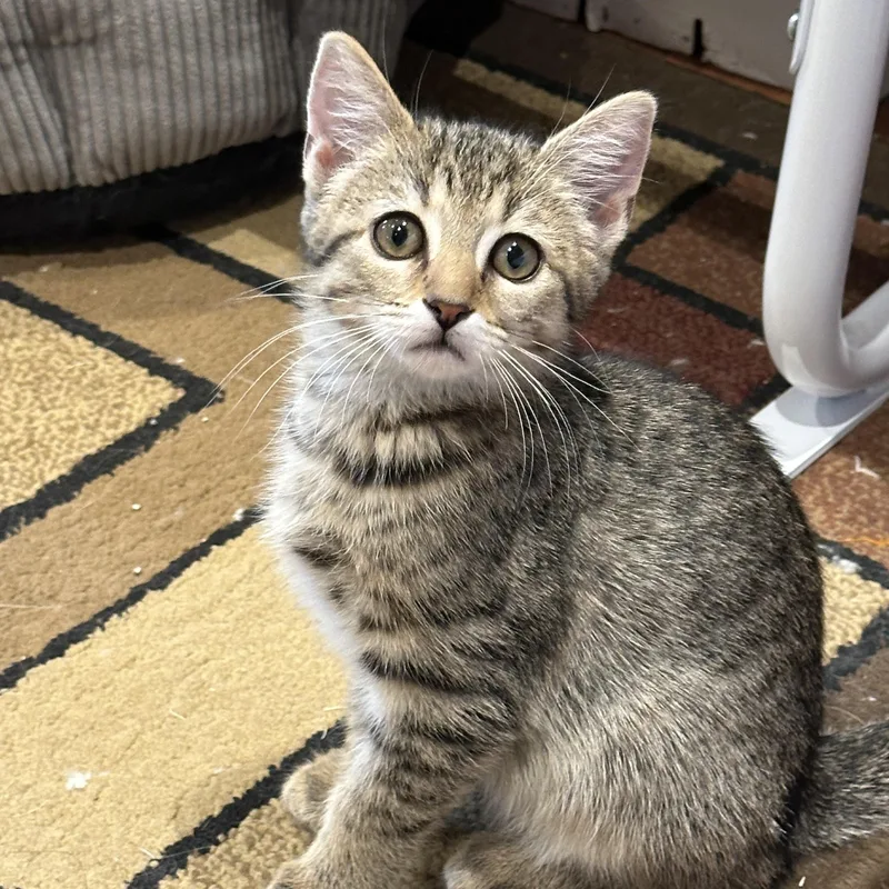 A baby medium-sized male Tabby (Gray / Blue / Silver) Domestic Short Hair cat named Sunflower for adoption in Beltsville, MD