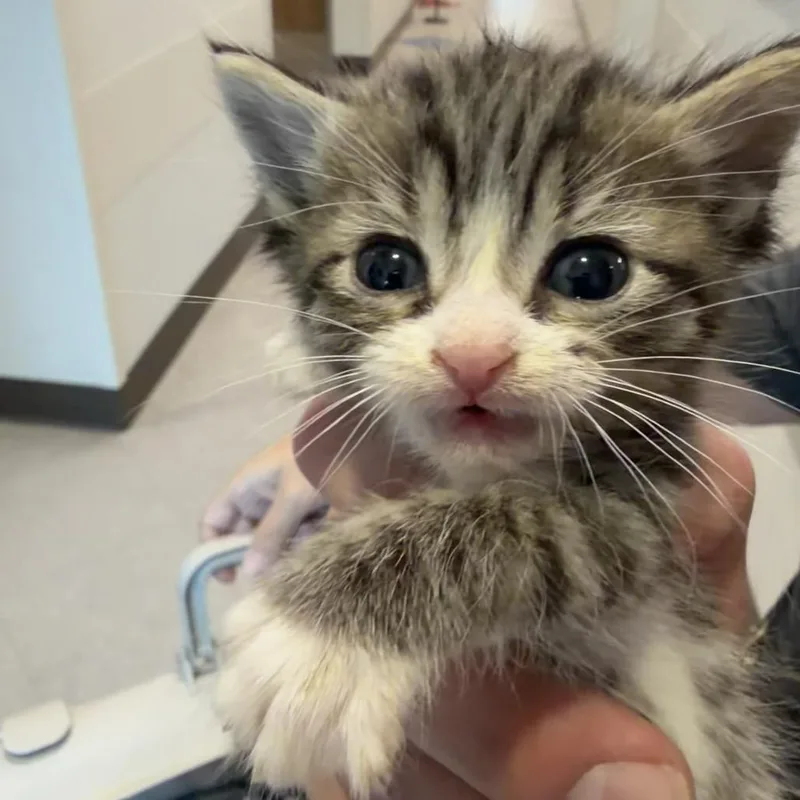 A baby small-sized male Brown / Chocolate Domestic Short Hair cat named Tommy for adoption in Midland, TX