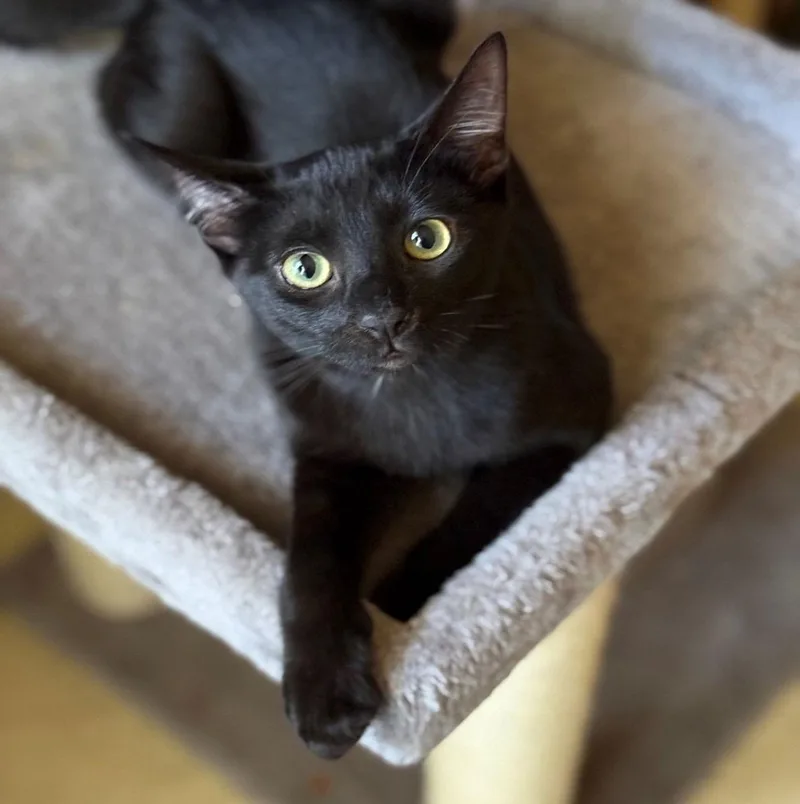 A baby medium-sized female Black Domestic Short Hair cat named Shadow for adoption in San Jose, CA
