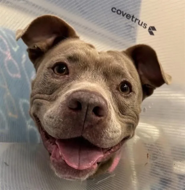 An adult medium-sized female Staffordshire Bull Terrier dog named Tammy for adoption in Palmetto, FL