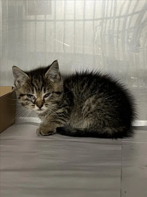A baby small-sized female Brown / Chocolate Domestic Short Hair cat named Coco for adoption in Woodland, CA