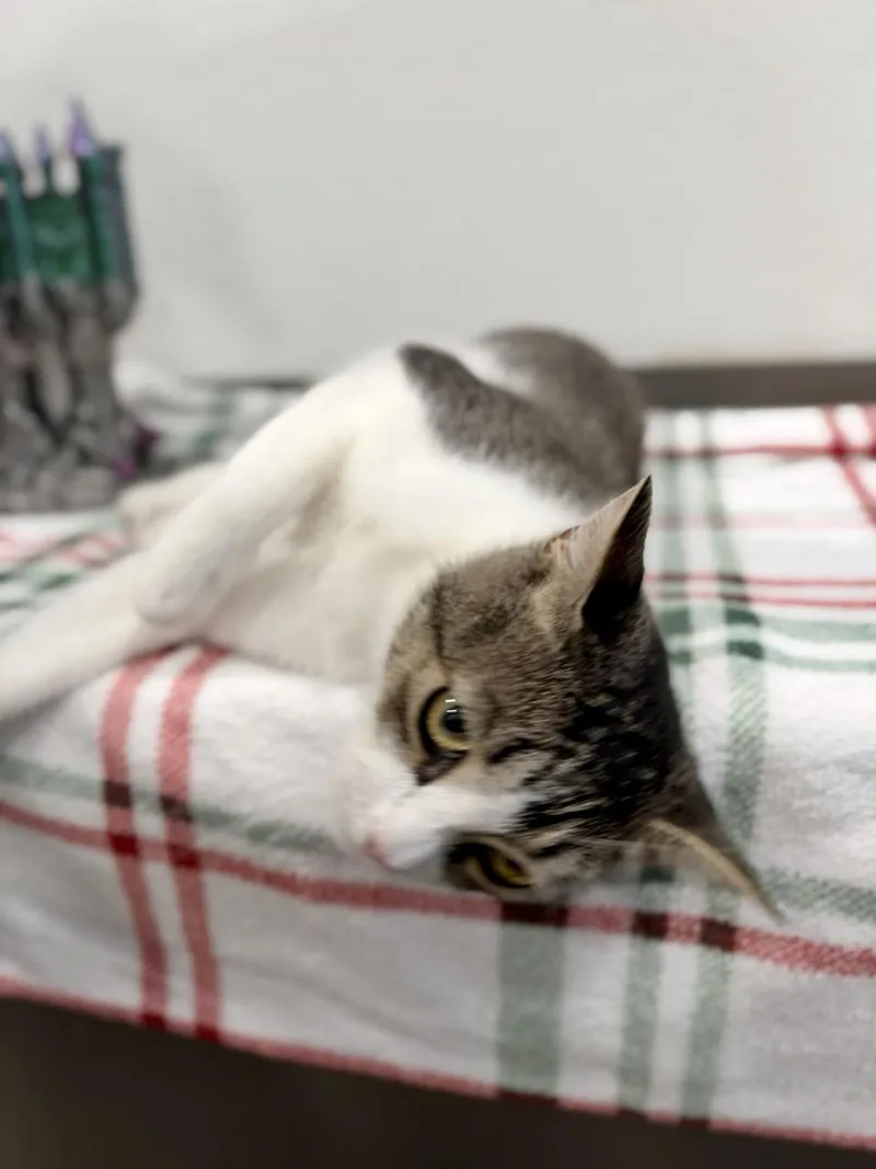 A young medium-sized female Gray & White Domestic Short Hair cat named Arizona for adoption in Las Vegas, NV