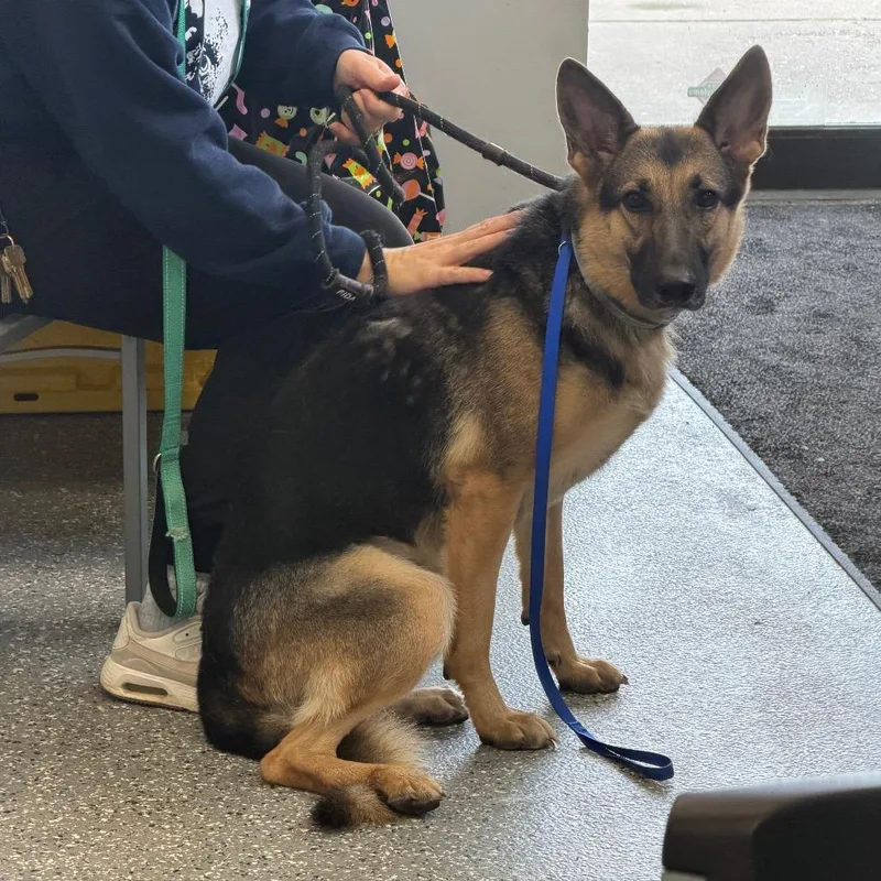 An adult medium-sized female German Shepherd Dog dog named Panini for adoption in Parkersburg, WV